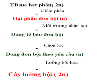 http://img.toanhoc247.com/picture/2015/1130/nuoi-cay-hat-phan.png