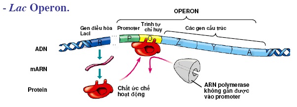 Đối với opêron ở E coli thì tín hiệu điều hòa hoạt động của gen là