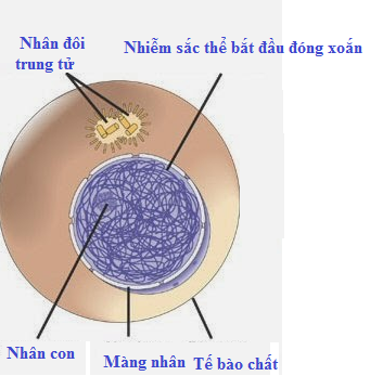 Source R180131 10 CÁI Nguyên Phân Mô Hình Với Nam Châm on malibabacom