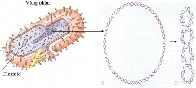 Plasmid và plasmid