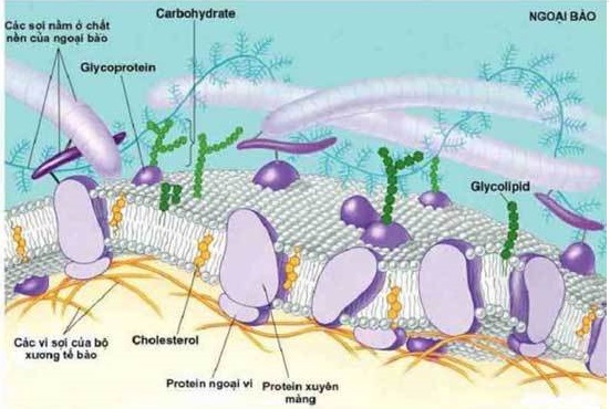 Lý thuyết bài cấu trúc tế bào nhân thực môn sinh học lớp 10 sách cánh diều