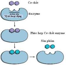 Enzyme và vai trò của enzyme trong chuyển hóa vật chất