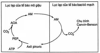 Bài tập tự luận tổng hợp chuyển hóa vật chất và năng lượng ở thực vật ( có lời giải chi tiết) - phần 2