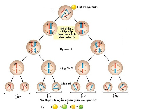 (Tính nhanh) Tỷ lệ của từng loại kiểu hình ở đời con lai trong quy luật hoán vị gen ( chi tiết ) 
