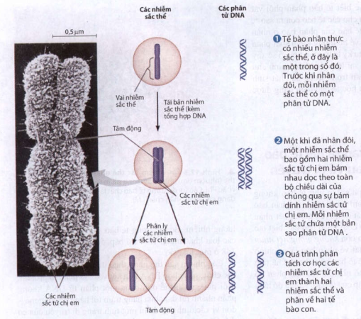 Chu kỳ tế bào- Nguyên phân