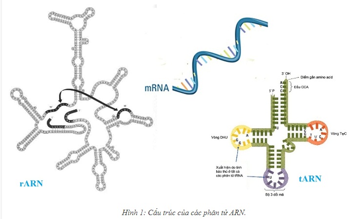 ARN - Mối quan hệ giữa ADN và ARN